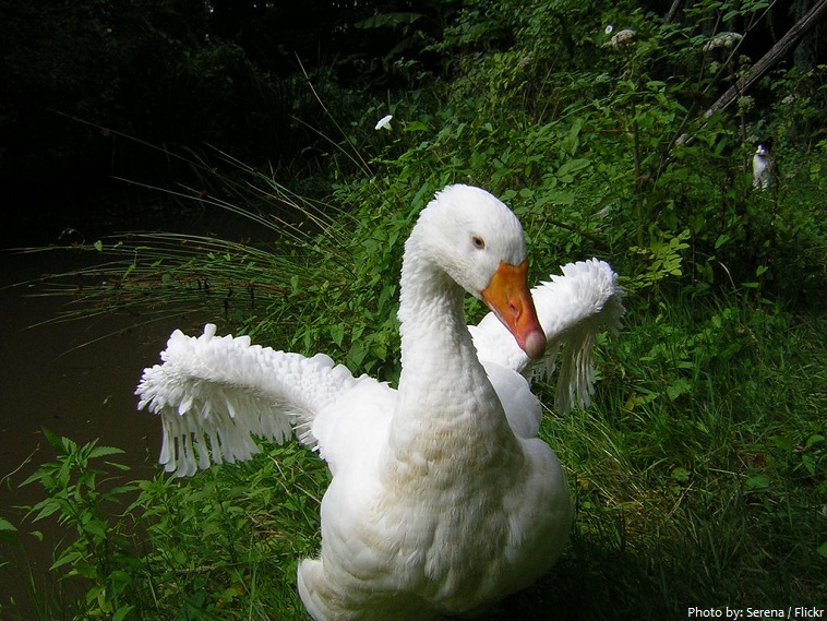 goose molting