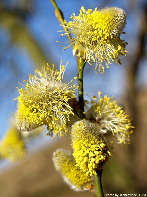 male willow flowers
