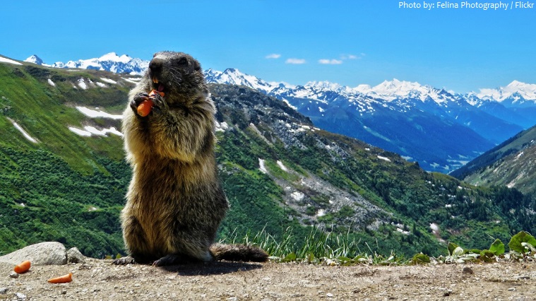 marmot eating