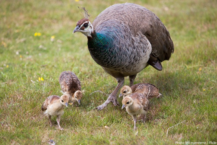 peahen and peachicks