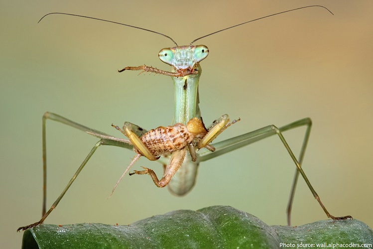 praying mantis eating