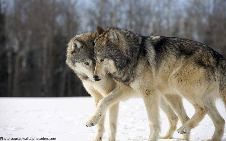 wolves body language