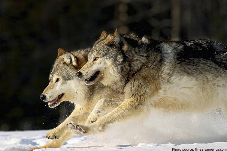 wolves running