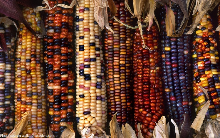 corn colors