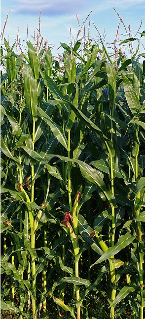 corn stem