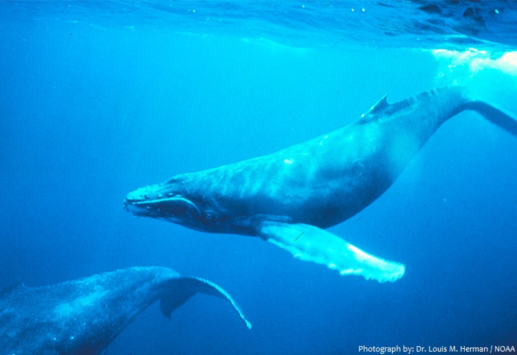 humpback whales swiming