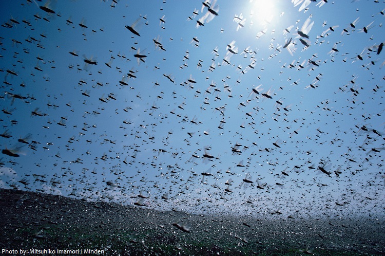 locusts swarm