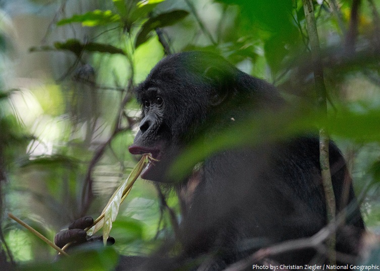 bonobo eating