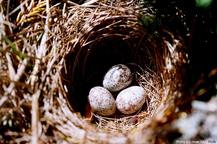 house sparrow nest