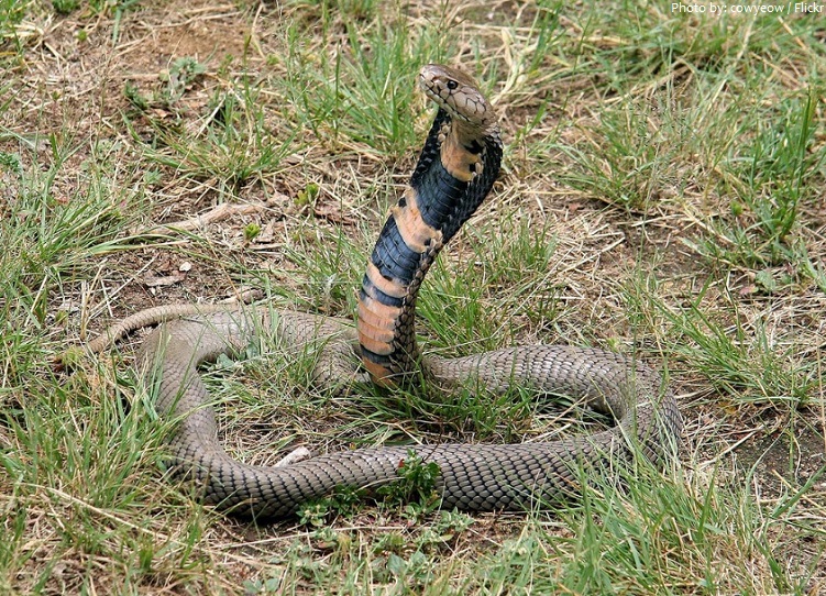 mozambique spitting cobra