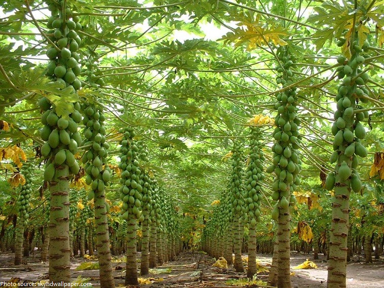 papaya trees
