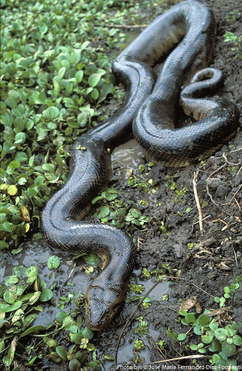 bolivian anaconda