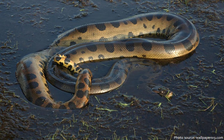 Interesting Facts About Anacondas Just Fun Facts