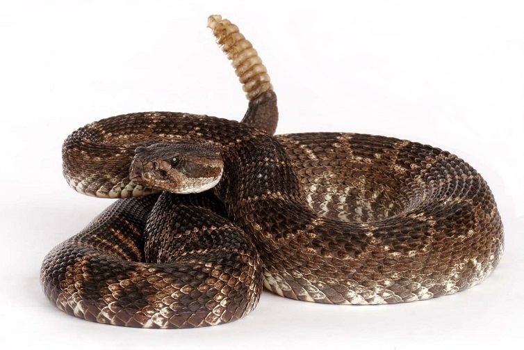 rattlesnake-2