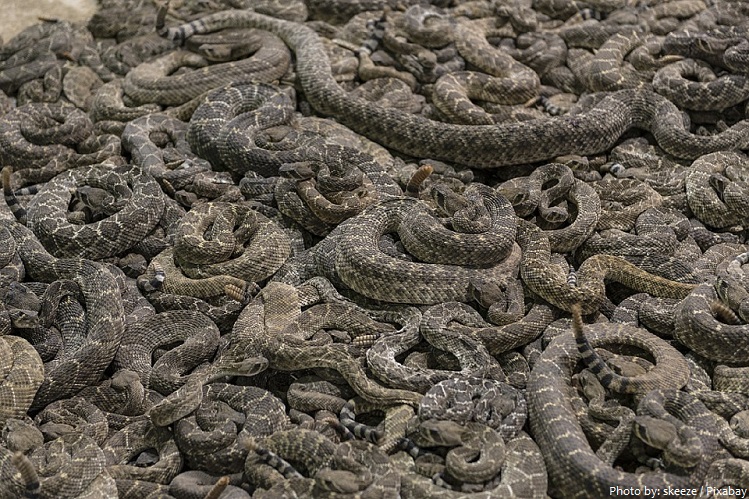 rattlesnakes pit
