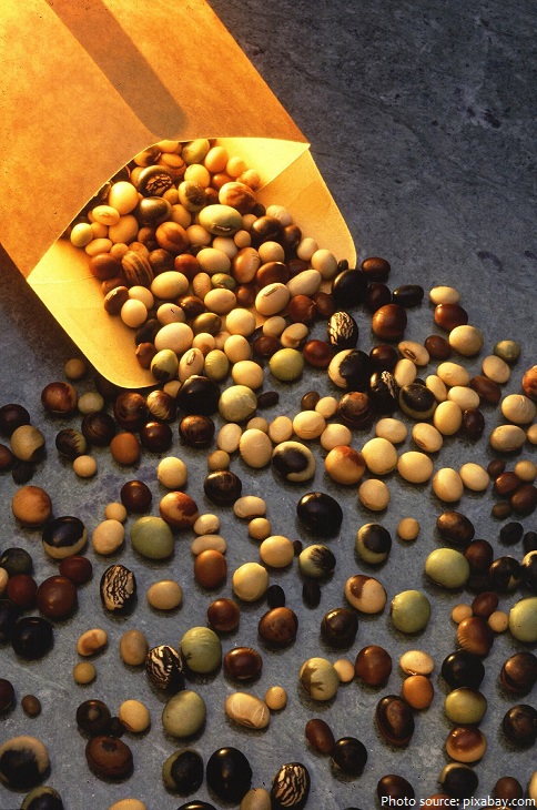 soybeans seeds
