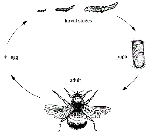 bumblebee metamorphosis