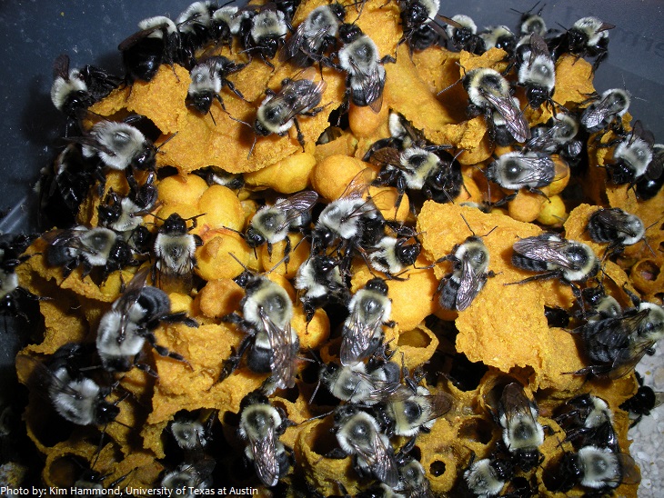 bumblebee nest