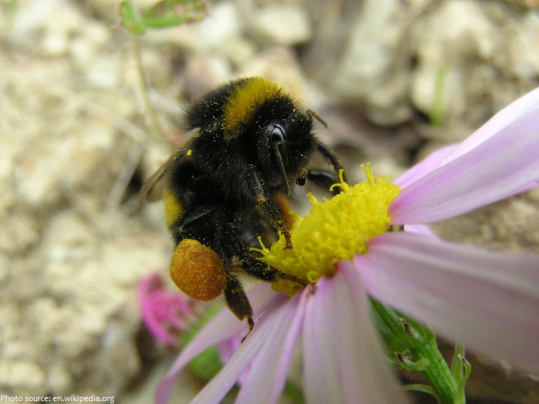 bumblebee pollen basket
