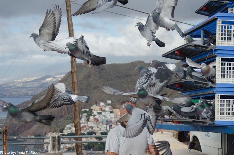 homing pigeons