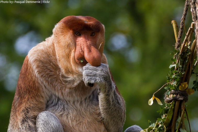 proboscis monkey eating