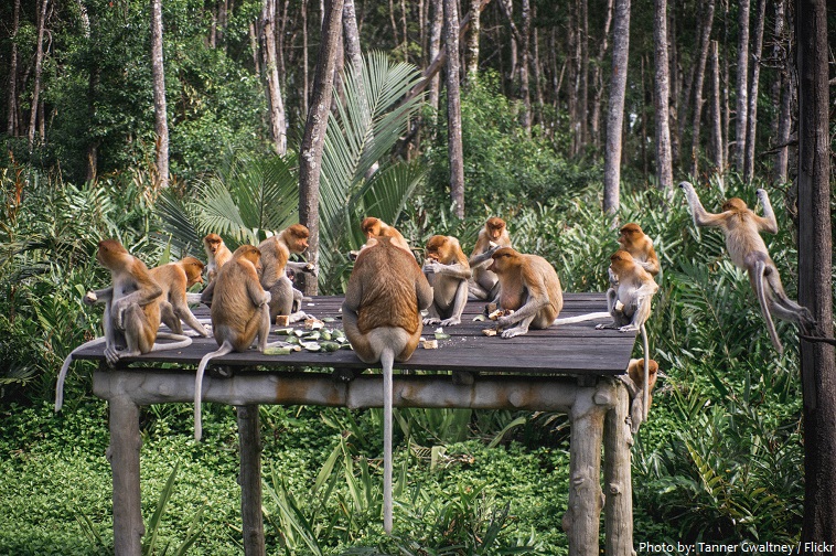 proboscis monkey group