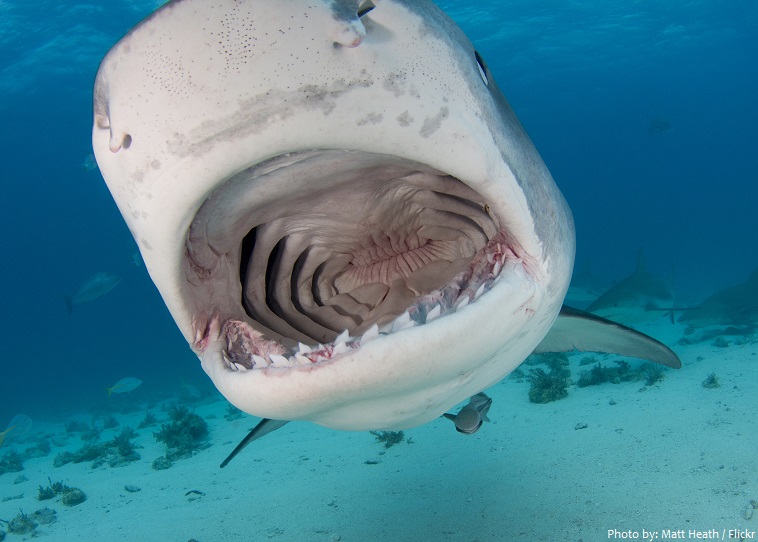 tiger shark mouth teeth