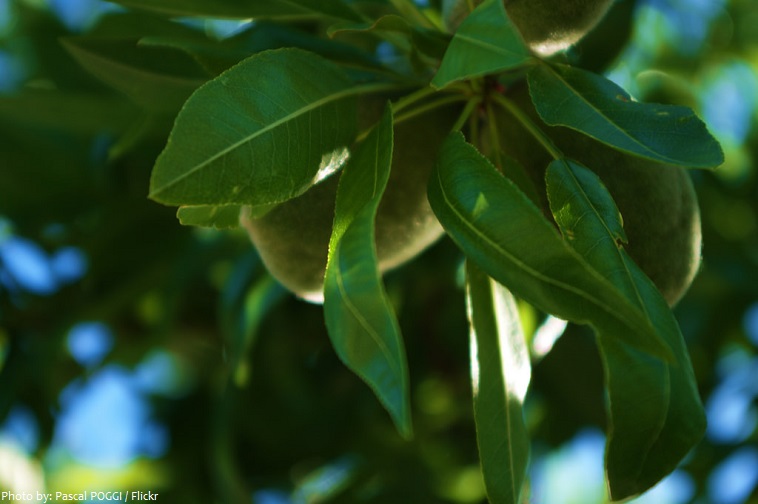 almond leaves