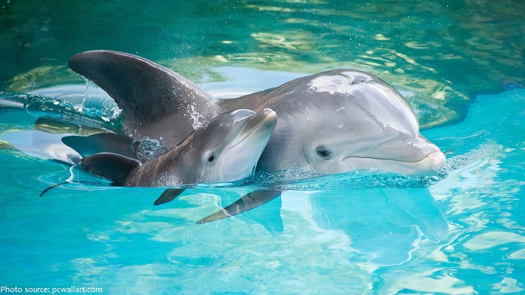 bottlenose dolphin mother and baby