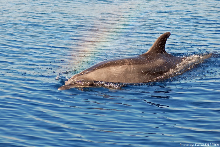 bottlenose dolphins breathe