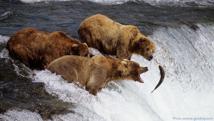 grizzly bear fishing