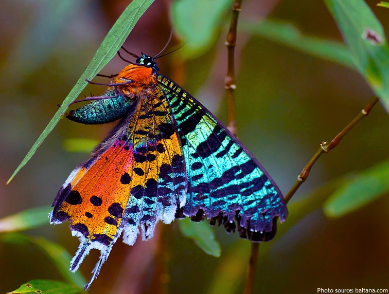 madagascan sunset moth