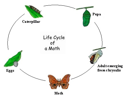 moth metamorphosis