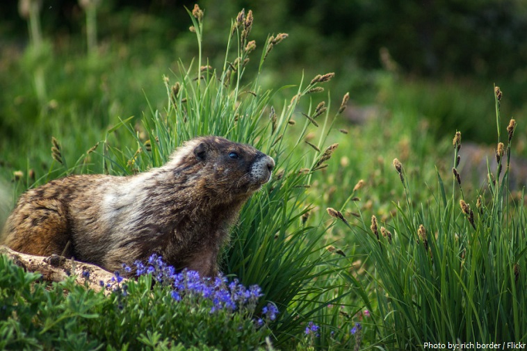 mount rainier national park marmot