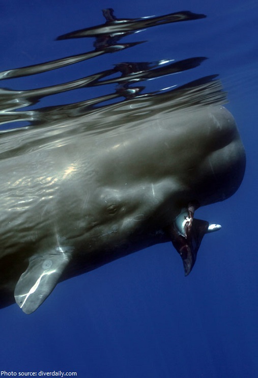 sperm whale eating squid
