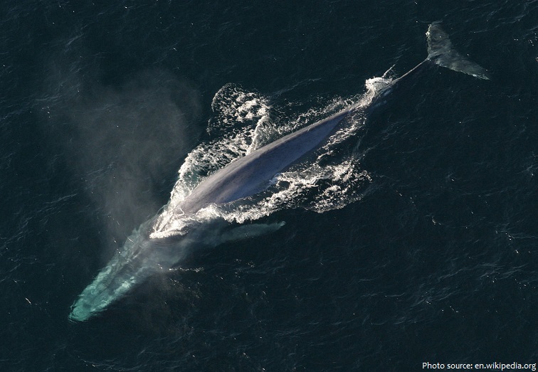 blue-whale-2