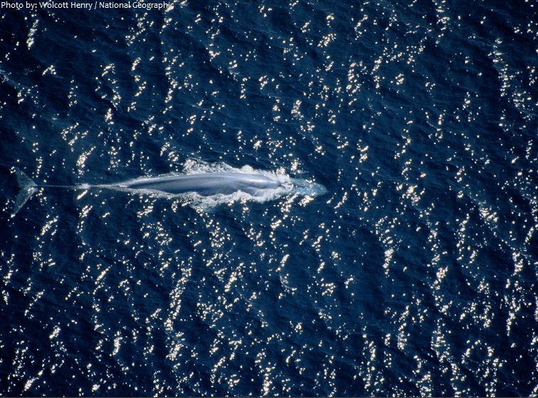 blue-whale-4