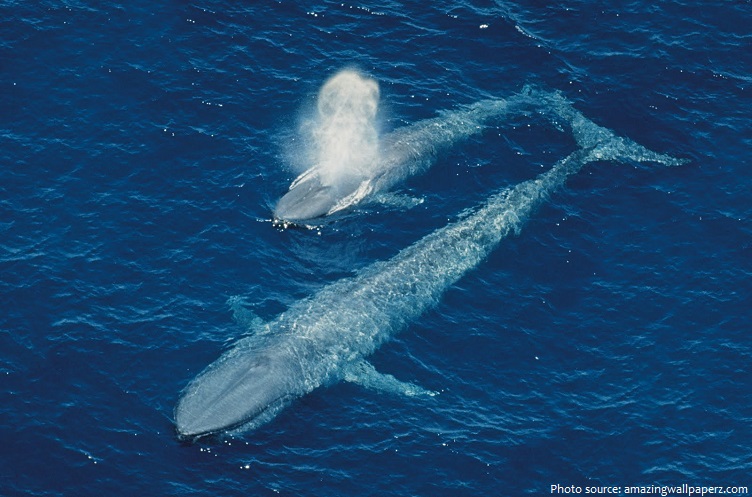 blue whale mother and baby
