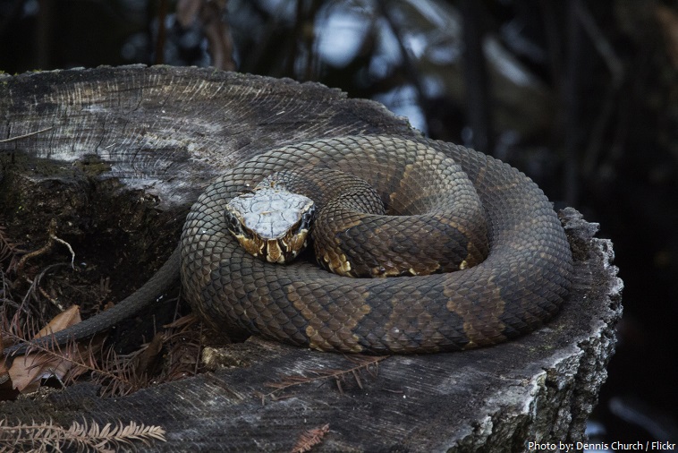 cottonmouth-snake-2