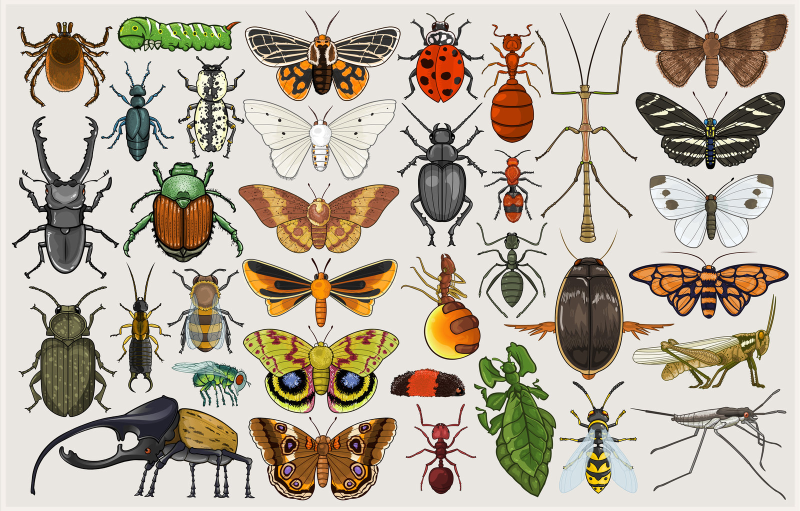entomology collection