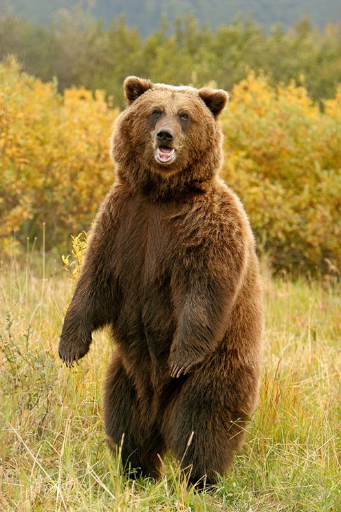 kodiak bear standing