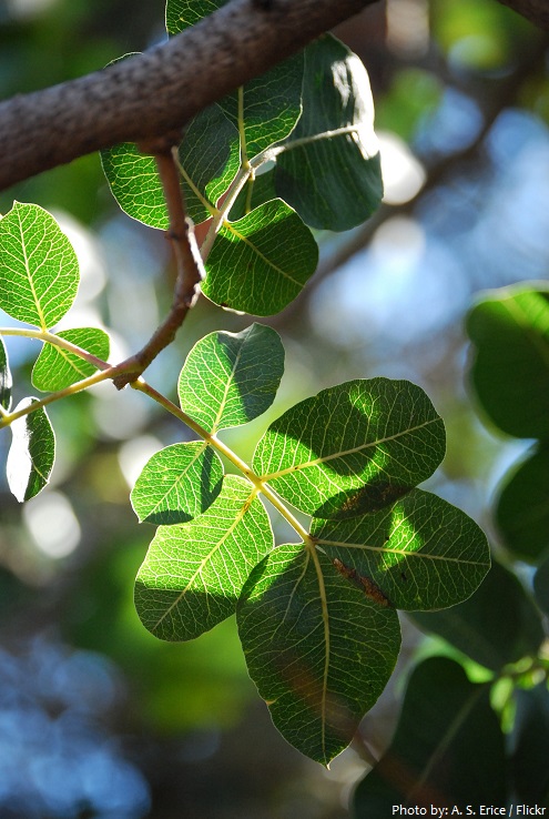 pistachio leaves
