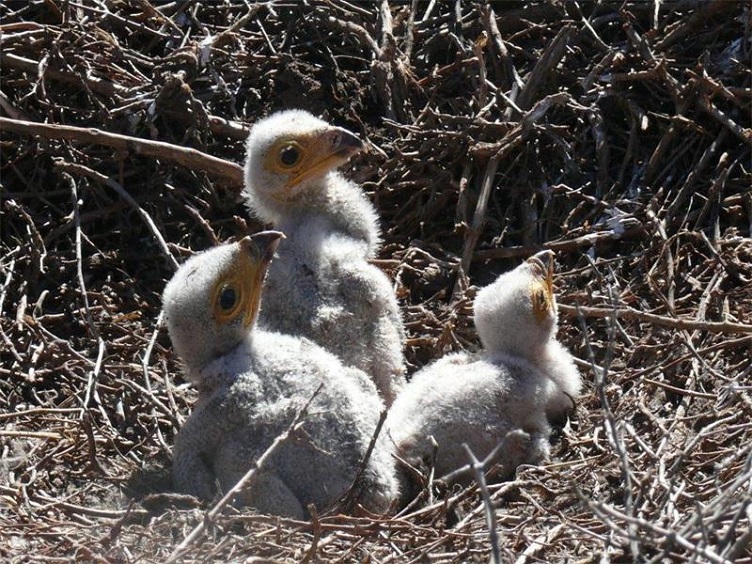 secretary bird chicks