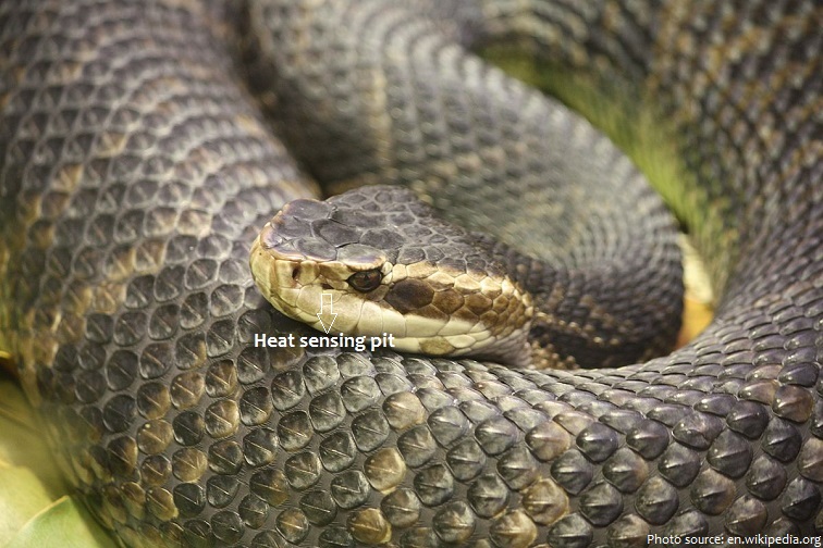 water-moccasin-2