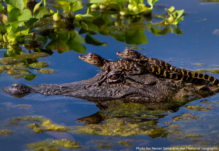 alligator mother and babies