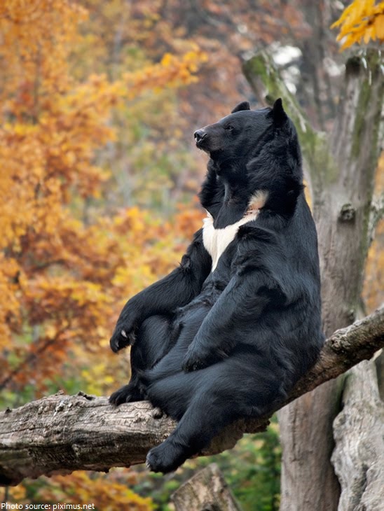 asiatic-black-bear-4