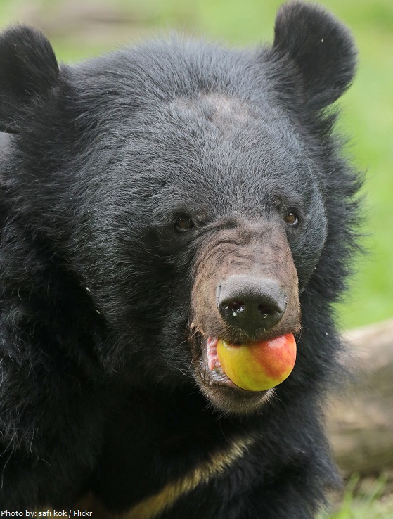 asiatic black bear eating