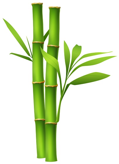bamboo-5