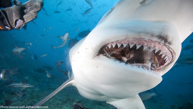 bull shark teeth