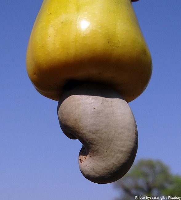 cashew-fruit-2